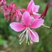 Gaura lind. 'Siskiyou Pink'  - Prachtkaars