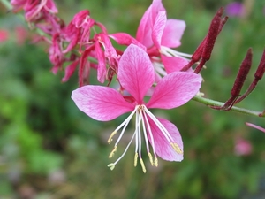 Gaura lind. 'Siskiyou Pink'  - Prachtkaars