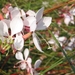 Gaura lind. 'Whir. Butterflies' - Prachtkaars