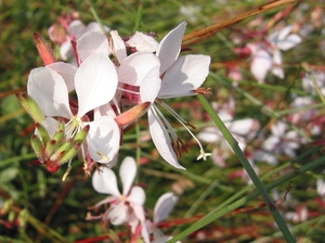 Gaura lind. 'Whir. Butterflies' - Prachtkaars