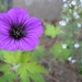 Geranium 'Ann Folkard'