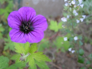 Geranium 'Ann Folkard'