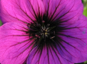 Geranium 'Ann Folkard' ()