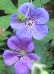 Geranium 'Johnson Blue'