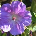 Geranium 'Joy'