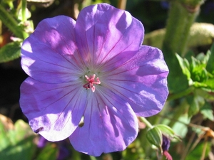 Geranium 'Joy'