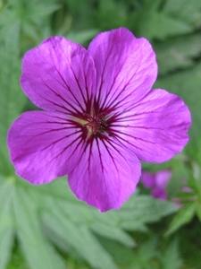 Geranium 'Patricia'