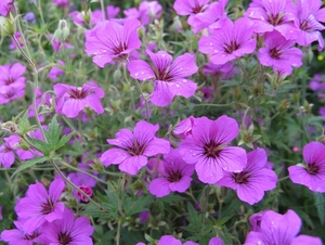 Geranium 'Patricia' (2)