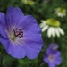 Geranium 'Rozanne'  14 juli 2009