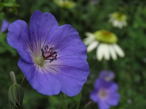 Geranium 'Rozanne'  14 juli 2009