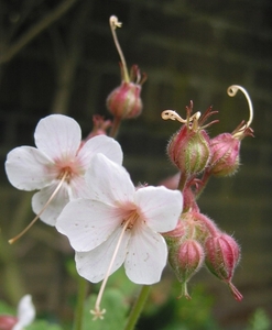 Geranium macr. 'Spessart'