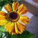 Helenium 'Blutentisch'