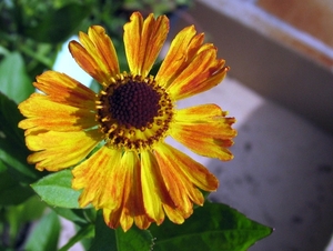 Helenium 'Blutentisch'