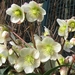 Helleborus - Kerstroos