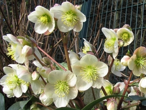 Helleborus - Kerstroos