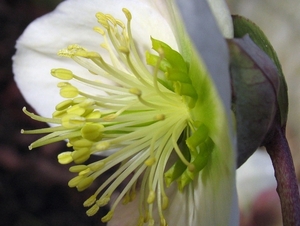 Helleborus - Kerstroos (1)