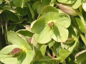 Helleborus orientalis (Oosterse Kerstroos) (2)