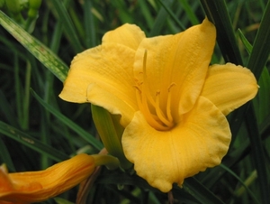 Hemerocalis 'Stella d'oro'  Daglelie