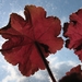 Heuchera Caramel - Parapluplant