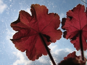 Heuchera Caramel - Parapluplant