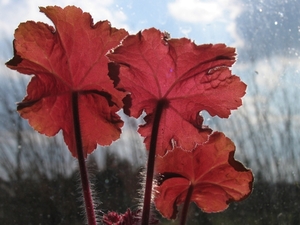 Heuchera Caramel - Parapluplant (1)