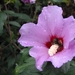 Hibiscus Siriacus 'Woordbridge' - Altheastruik