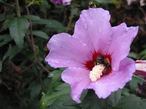 Hibiscus Siriacus 'Woordbridge' - Altheastruik