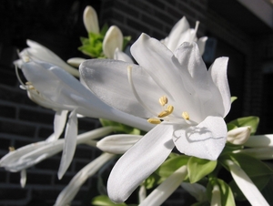 Hosta 'Cyriel'