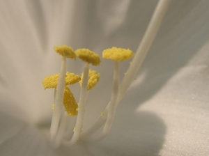 Hosta macro bloem IMG_4237