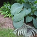 Hosta sie. 'Elegans' & Regenboogvaren & Tongvaren