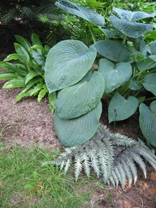 Hosta sie. 'Elegans' & Regenboogvaren & Tongvaren