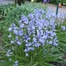 Hyacinthoides