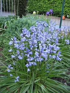 Hyacinthoides