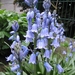 Hyacinthoides 3