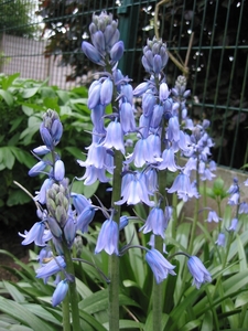 Hyacinthoides 3