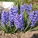 Hyacinthus 'Delft Blue'