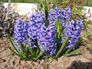 Hyacinthus 'Delft Blue'