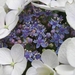 Hydrangea (Hortensia)