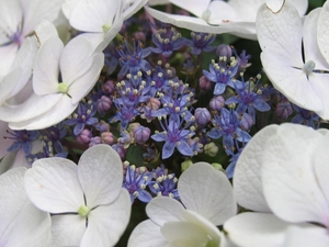 Hydrangea (Hortensia)