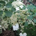 Hydrangea arb. 'Annabelle'