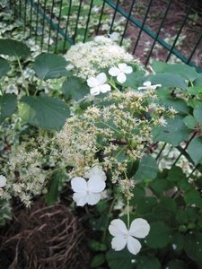 Hydrangea arb. 'Annabelle'