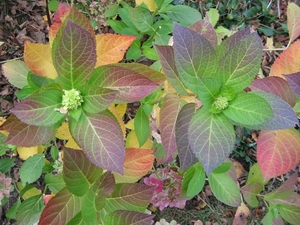 Hydrangea in herfstkleur