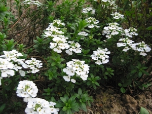 Iberis sempervirens 'Snowflake'  - Scheefbloem