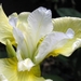 Iris 'Butter & Sugar'