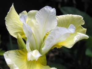 Iris 'Butter & Sugar'