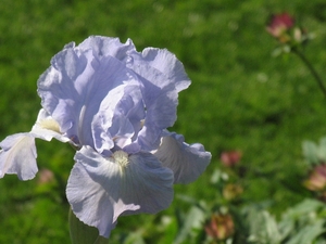 Iris IMG_7658