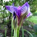 Iris Xxx