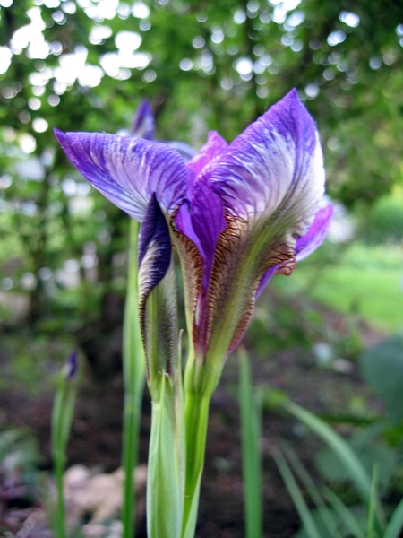 Iris Xxx