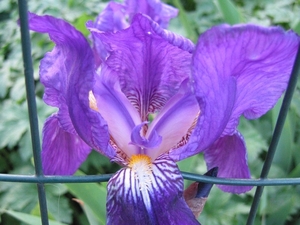 Iris siberica 'Blue Star'