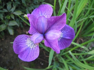 Iris xx